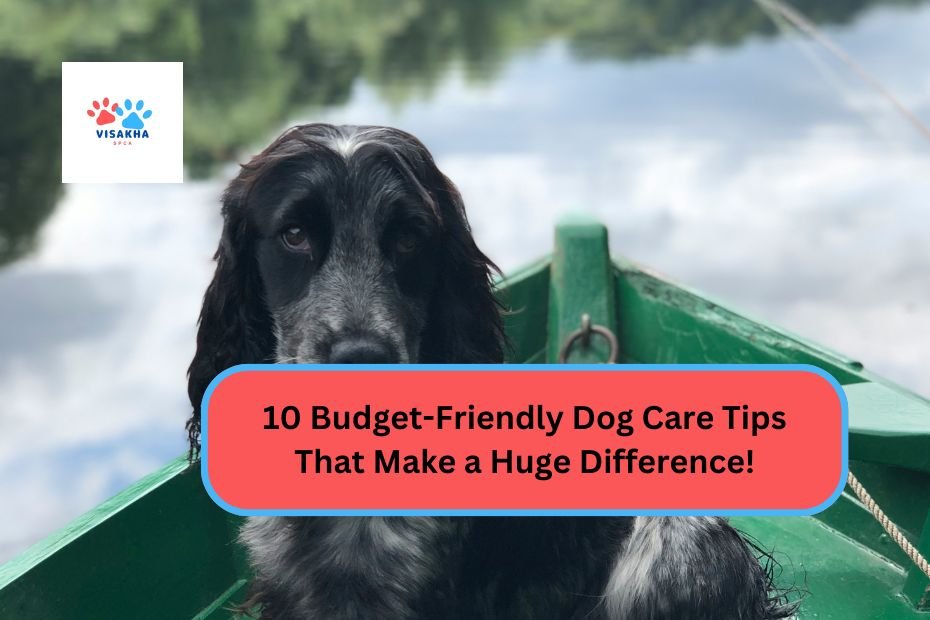 10 Budget-Friendly Dog Care Tips That Make a Huge Difference!