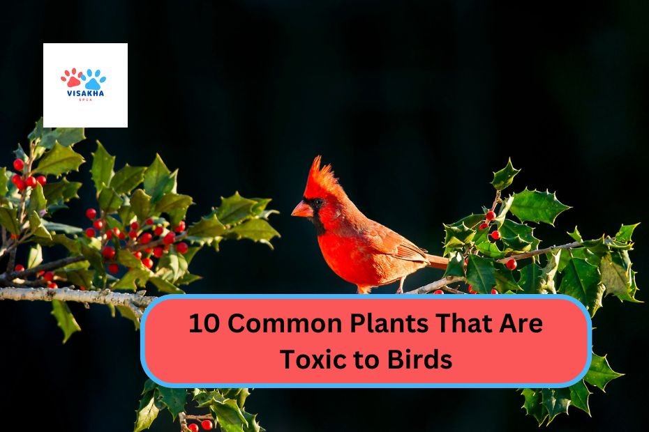 10 Common Plants That Are Toxic to Birds