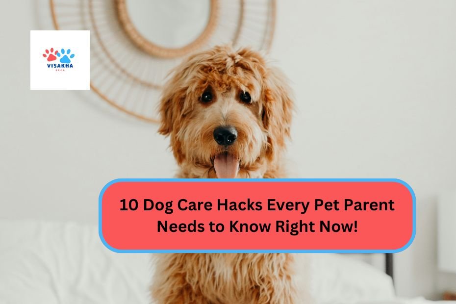 10 Dog Care Hacks Every Pet Parent Needs to Know Right Now!