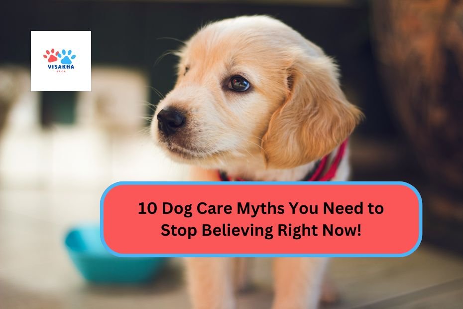 10 Dog Care Myths You Need to Stop Believing Right Now!