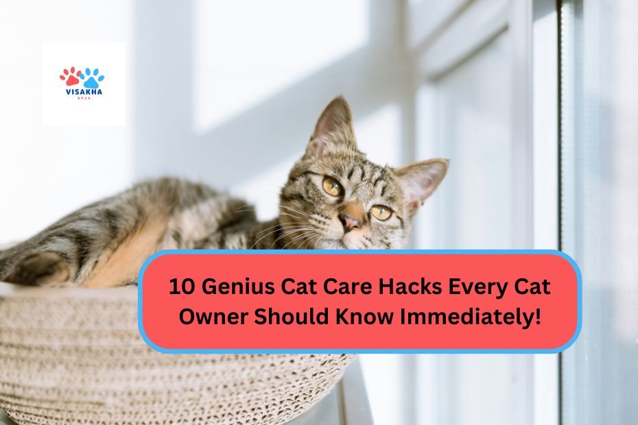 10 Genius Cat Care Hacks Every Cat Owner Should Know Immediately!