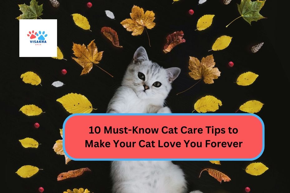 10 Must-Know Cat Care Tips to Make Your Cat Love You Forever