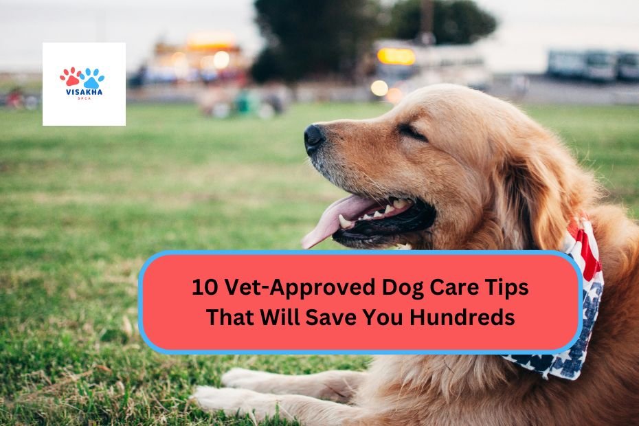 10 Vet-Approved Dog Care Tips That Will Save You Hundreds