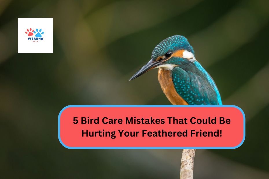 5 Bird Care Mistakes That Could Be Hurting Your Feathered Friend!