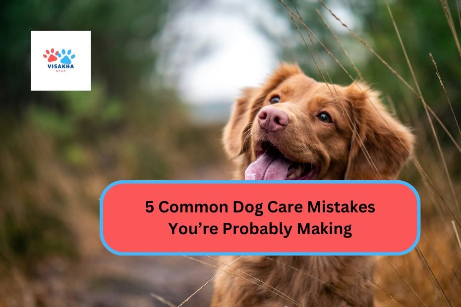 5 Common Dog Care Mistakes You’re Probably Making