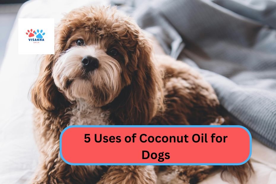 5 Uses of Coconut Oil for Dogs