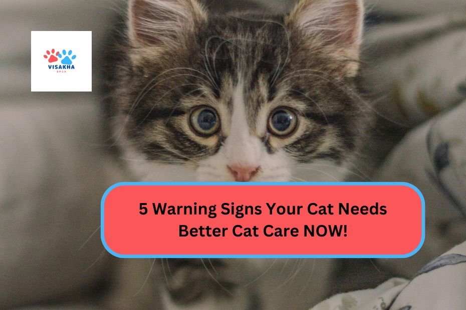 5 Warning Signs Your Cat Needs Better Cat Care NOW!