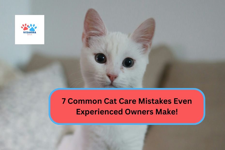 7 Common Cat Care Mistakes Even Experienced Owners Make!