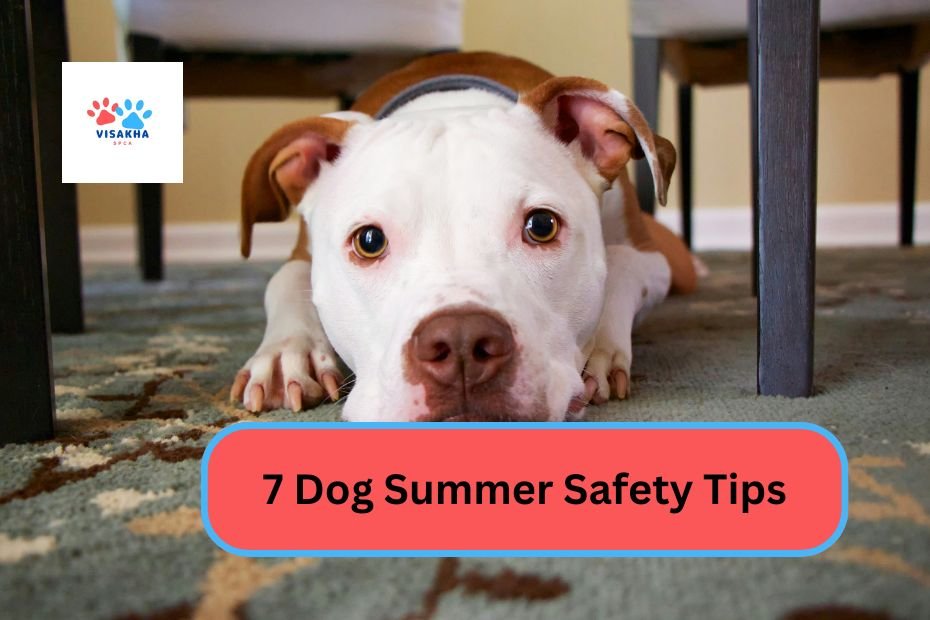 7 Dog Summer Safety Tips