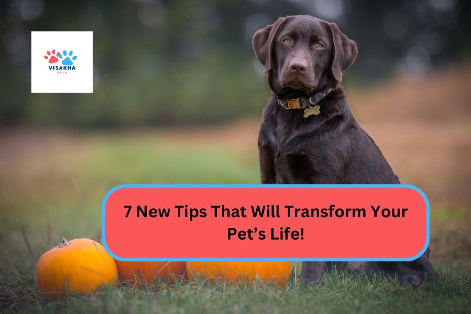 7 New Tips That Will Transform Your Pet’s Life!