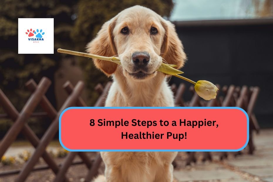 8 Simple Steps to a Happier, Healthier Pup!