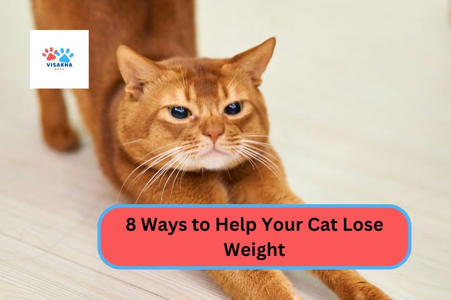 8 Ways to Help Your Cat Lose Weight