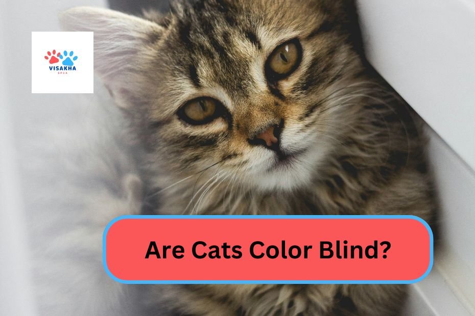 Are Cats Color Blind?