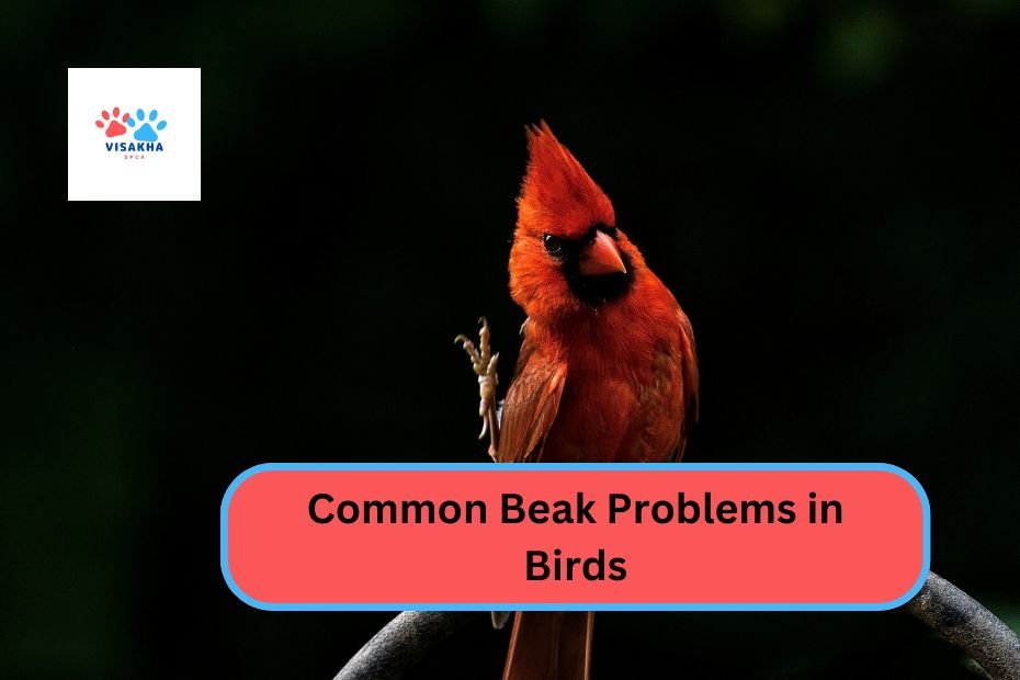 Common Beak Problems in Birds