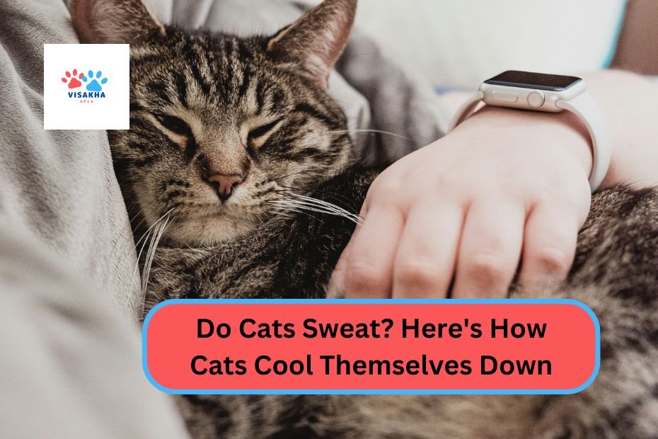 Do Cats Sweat? Here's How Cats Cool Themselves Down