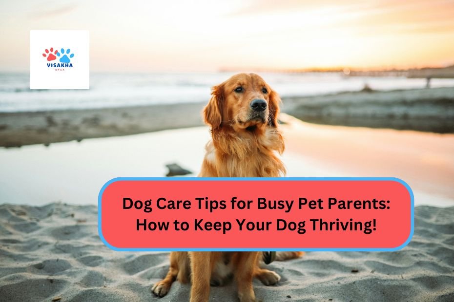 Dog Care Tips for Busy Pet Parents How to Keep Your Dog Thriving!