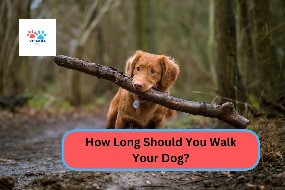 How Long Should You Walk Your Dog?