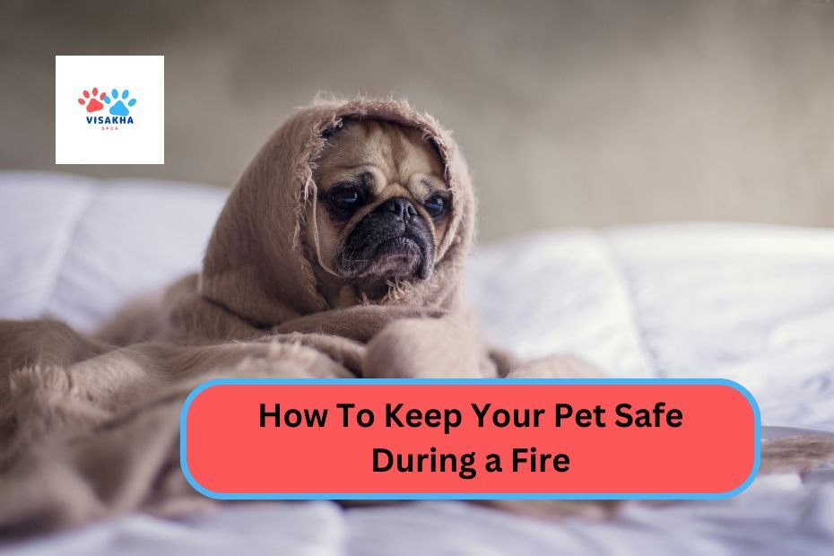 How To Keep Your Pet Safe During a Fire