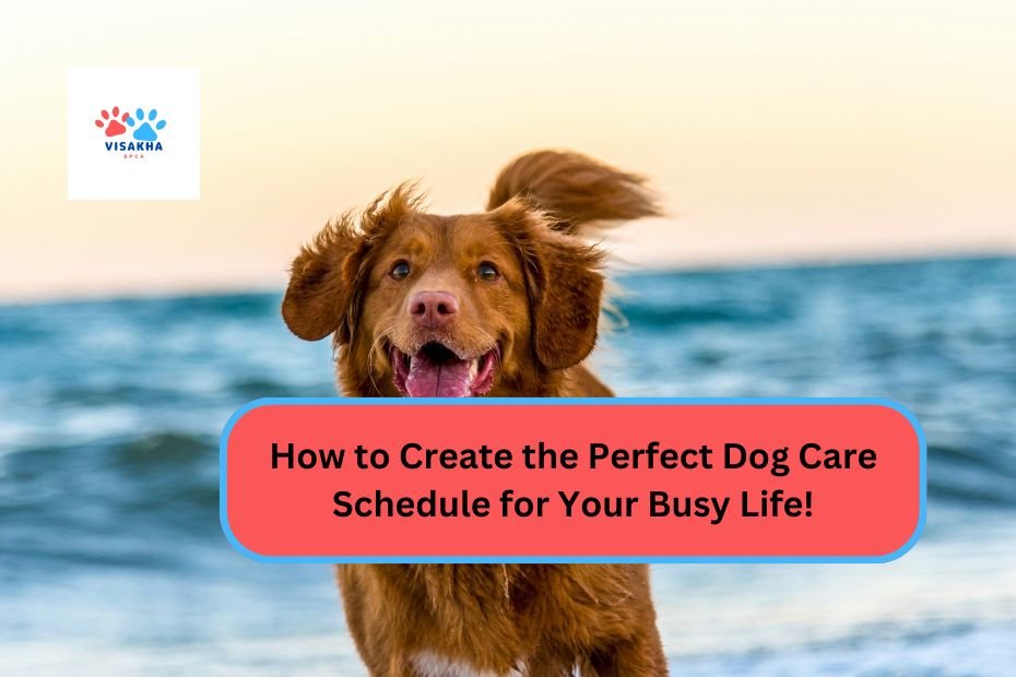 How to Create the Perfect Dog Care Schedule for Your Busy Life!