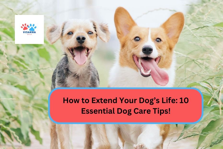 How to Extend Your Dog’s Life: 10 Essential Dog Care Tips!