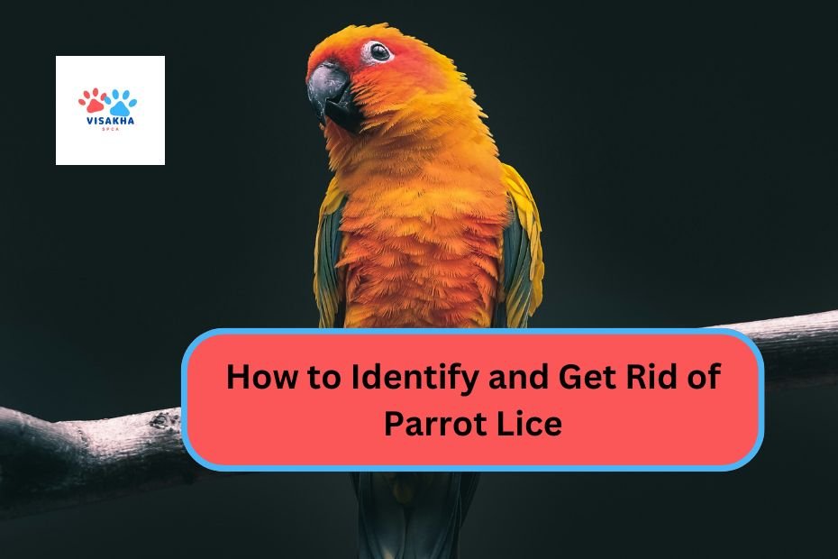 How to Identify and Get Rid of Parrot Lice