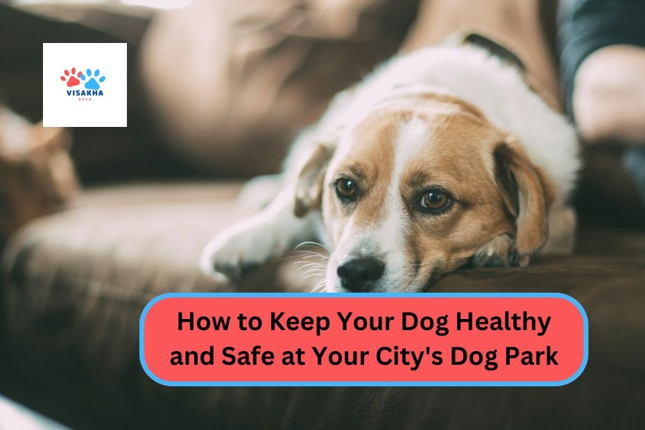 How to Keep Your Dog Healthy and Safe at Your City's Dog Park