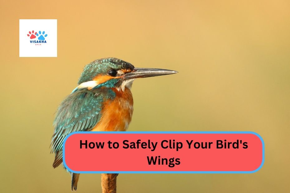 How to Safely Clip Your Bird's Wings