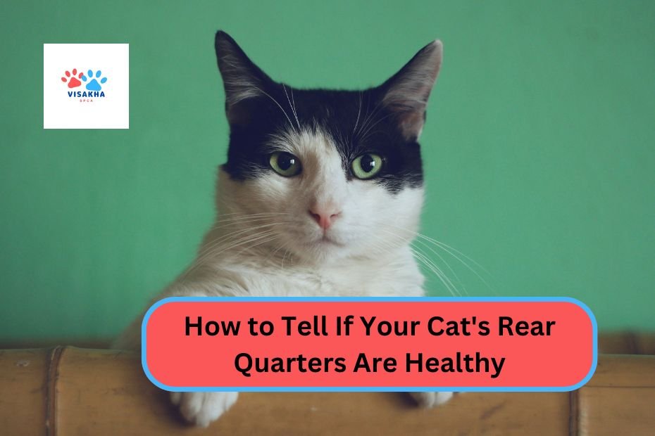 How to Tell If Your Cat's Rear Quarters Are Healthy