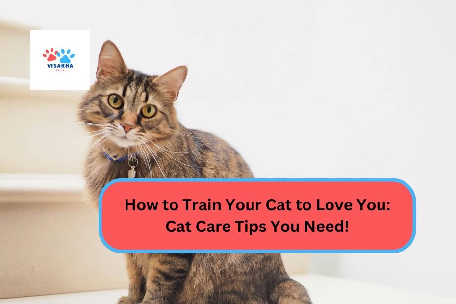 How to Train Your Cat to Love You: Cat Care Tips You Need!