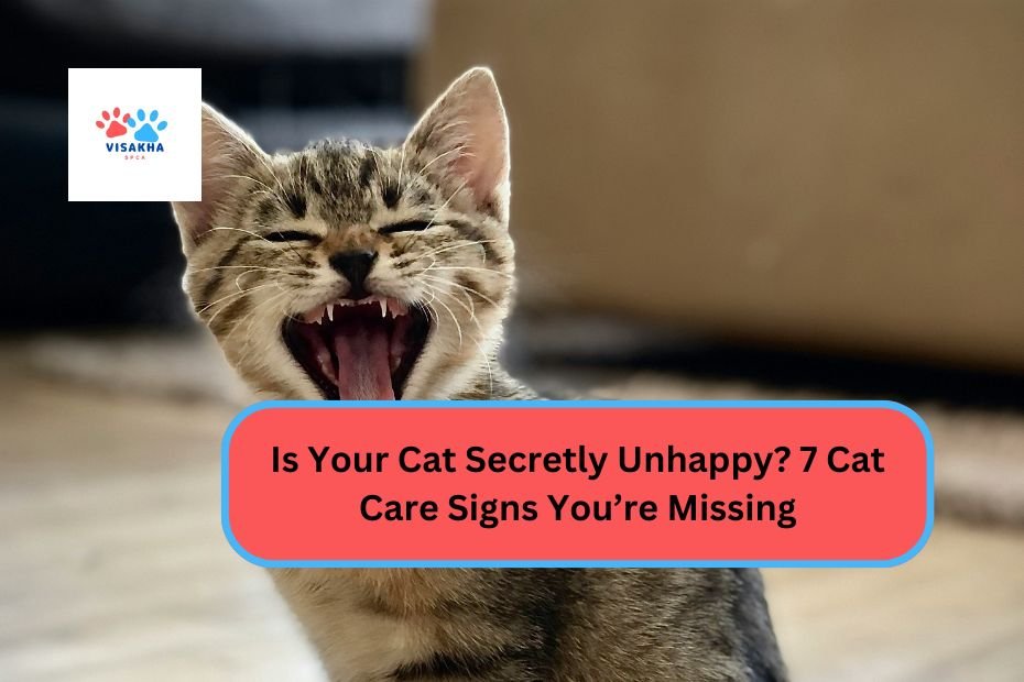 Is Your Cat Secretly Unhappy? 7 Cat Care Signs You’re Missing