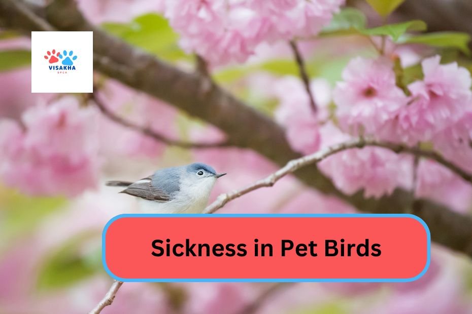 Sickness in Pet Birds