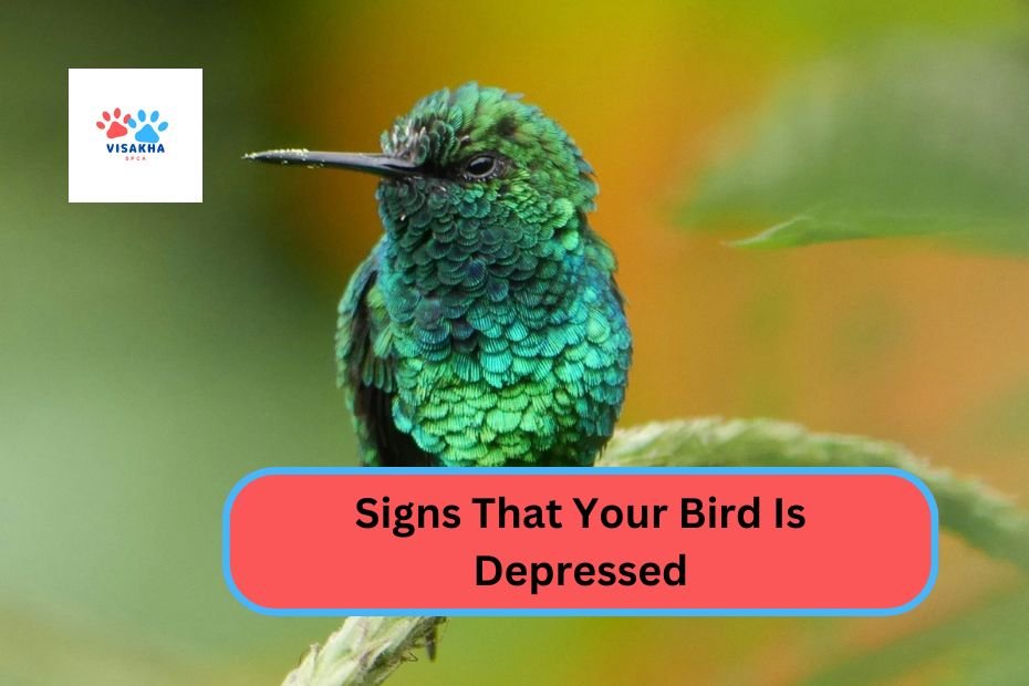 Signs That Your Bird Is Depressed