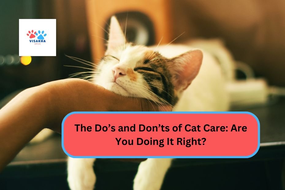 The Do’s and Don’ts of Cat Care: Are You Doing It Right?