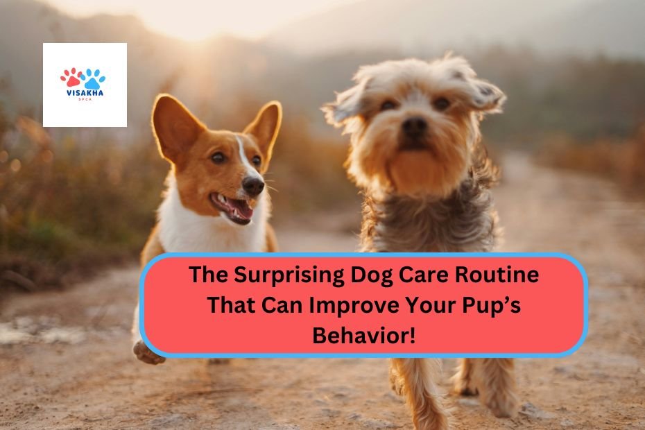 The Surprising Dog Care Routine That Can Improve Your Pup’s Behavior!