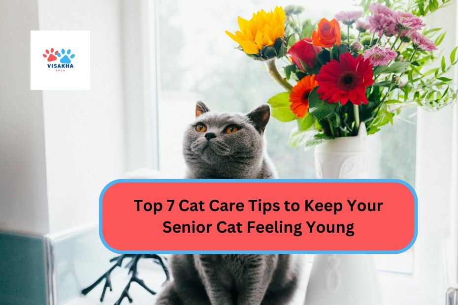 Top 7 Cat Care Tips to Keep Your Senior Cat Feeling Young