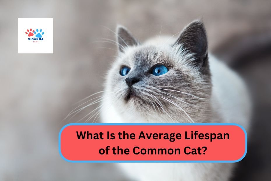 What Is the Average Lifespan of the Common Cat?