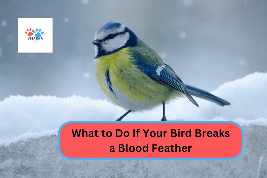 What to Do If Your Bird Breaks a Blood Feather